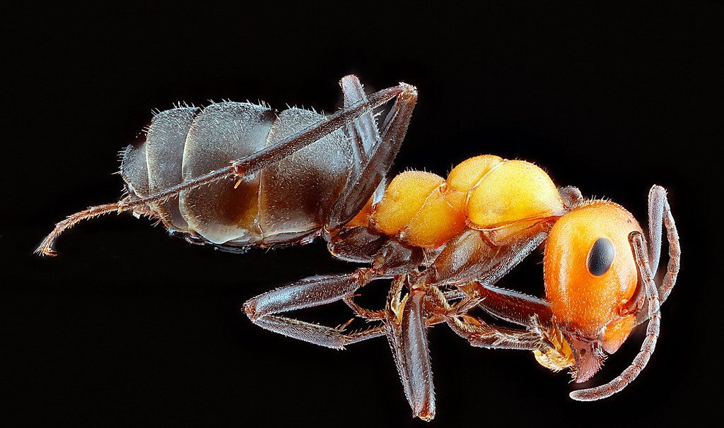 Ant Control service in Sacramento, CA