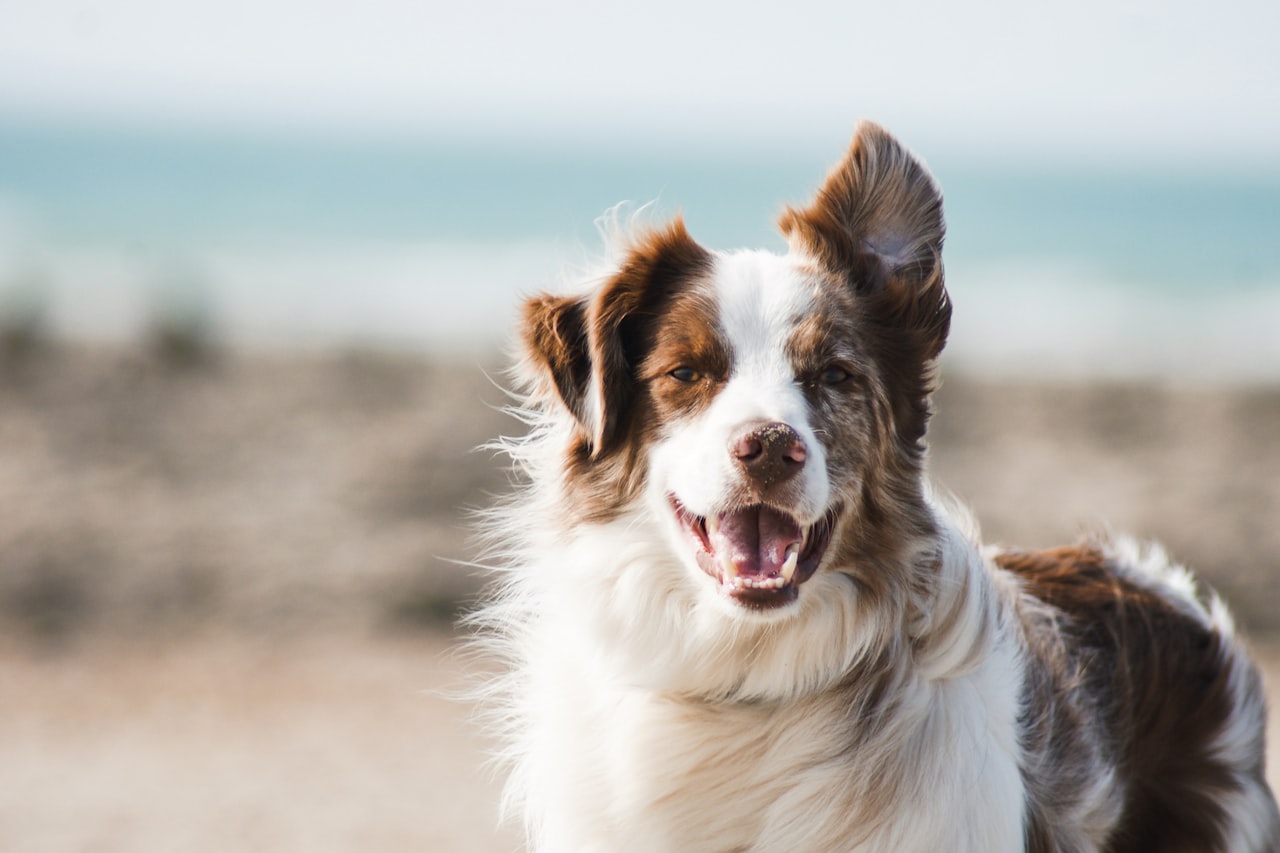 Flea & Tick Control service in Sacramento, CA