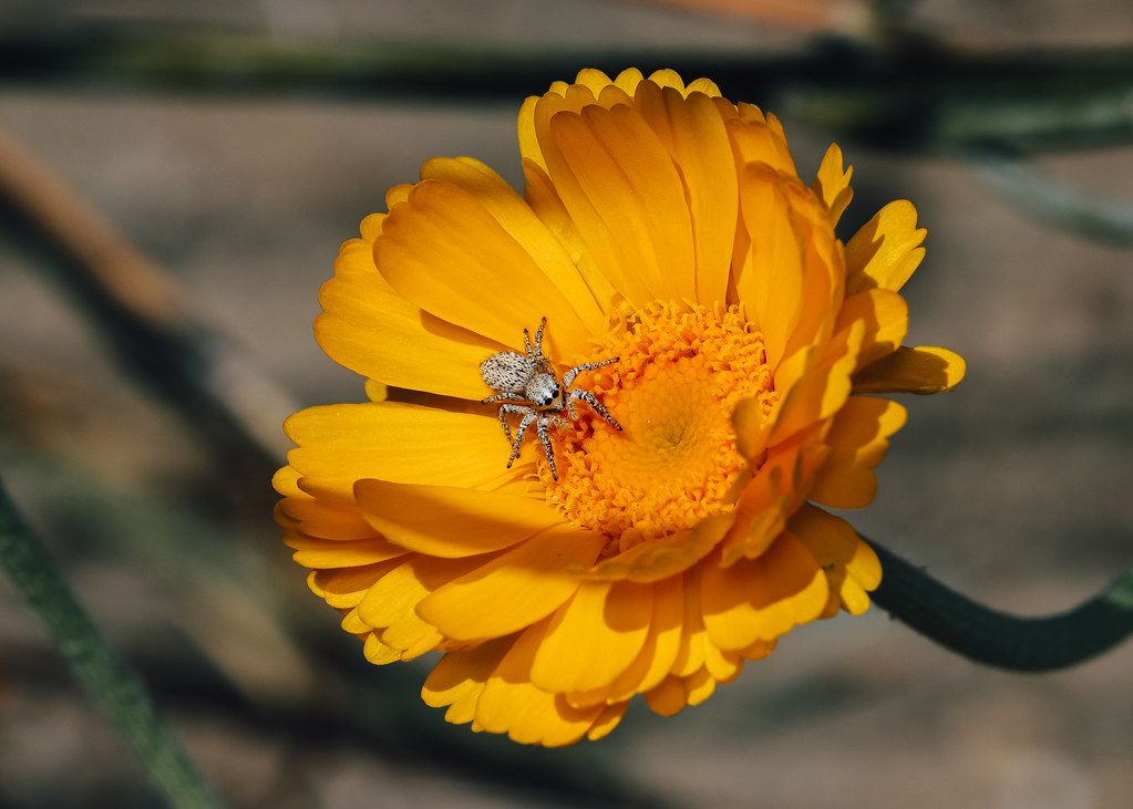 Spider Control service in Sacramento, CA